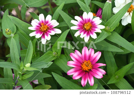 膜翅目（穀物草） 108796512