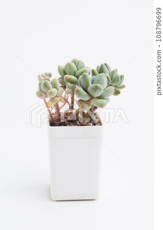 Pachyphytum Sky Succulent with aerial roots. Houseplant in white plastic pot on white background 108796699