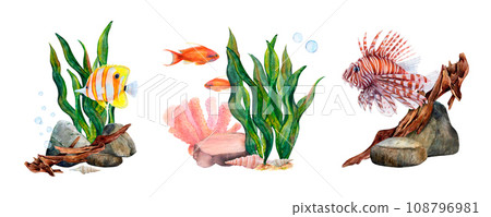 Fish algae coral stones and snag sea floor set. Watercolor illustration of underwater seascape with rocks and seaweed on white background. Pebble, lionfish, butterfly fish and golden antias in 108796981