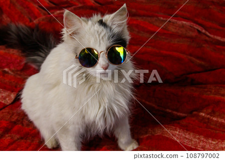Portrait of a beautiful cute fluffy cat wearing sunglasses 108797002
