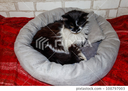 Longhair cat lying in his soft cozy cat bed 108797003