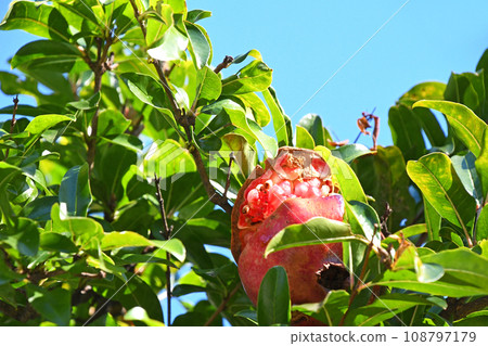 A pomegranate fruit with its mouth open A pomegranate fruit with its mouth open 108797179