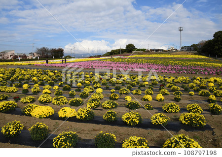 Akabori Kogiku no Sato, Isesaki City 108797198