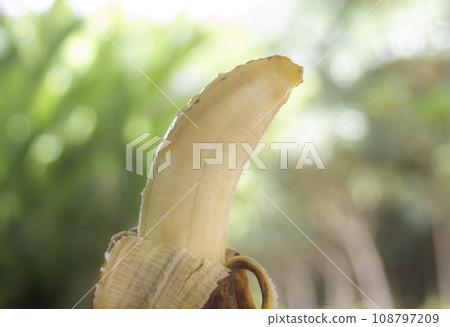 Rotten banana on blurred bokeh nature 108797209