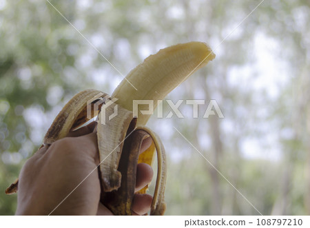 Rotten banana with hand holding on blurred bokeh nature Rotten banana with hand holding on blurred bokeh nature 108797210