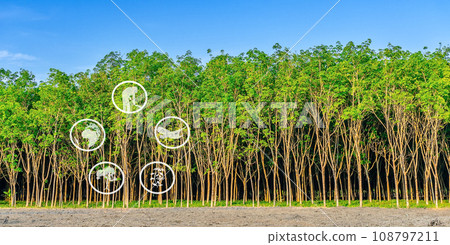 Tourism resources and agricultural learning, Rubber plantation farming Tourism resources and agricultural learning, Rubber plantation farming 108797211