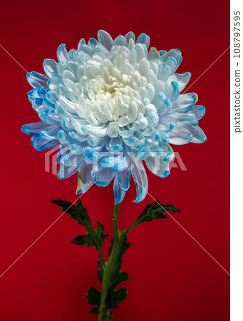 Blue-white chrysanthemum on a red background 108797595