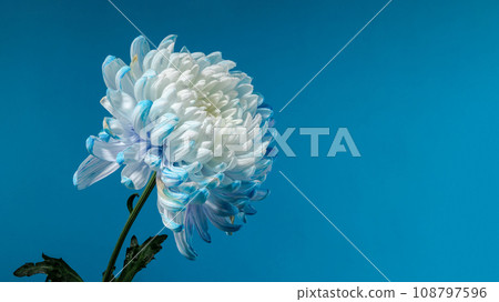 Blue-white chrysanthemum on a blue background 108797596