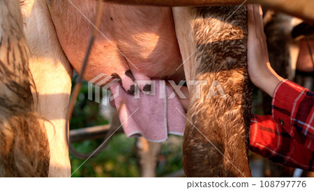 Professional Asian female animal husbandry working in dairy milk farm. Portrait of Asian female livestock farm worker standing in the dairy or milk cow farmhouse. 108797776