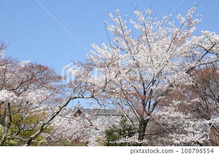 將軍塚青龍傳的櫻花 108798554