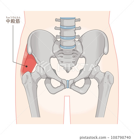 gluteus medius, hip joint, femur, pelvis, muscle, illustration gluteus medius, hip joint, femur, pelvis, muscle, illustration 108798740