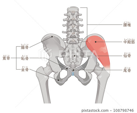 臀中肌、髖關節、股骨、骨盆、肌肉、插圖 108798746