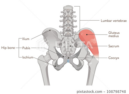 gluteus medius, hip joint, femur, pelvis, muscle, illustration 108798748