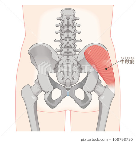 臀中肌、髖關節、股骨、骨盆、肌肉、插圖 108798750