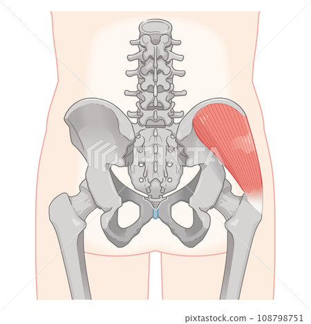gluteus medius, hip joint, femur, pelvis, muscle, illustration 108798751