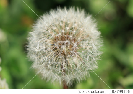 Fluff of Western dandelion Fluff of Western dandelion 108799106