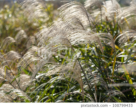 河床上自然生長的芒草 河床上自然生長的芒草 108799433