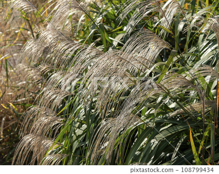 河床上自然生長的芒草 108799434