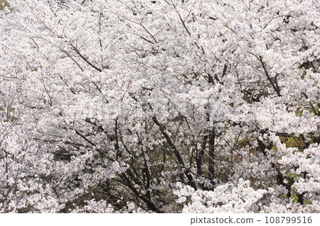 Cherry blossoms seen from Shogunzuka Seiryuden observation deck Cherry blossoms seen from Shogunzuka Seiryuden observation deck 108799516