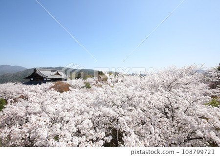 Sakura of Shogunzuka Seiryuden Sakura of Shogunzuka Seiryuden 108799721