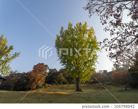 奈良公園春日野園地的秋色樹木和大銀杏樹 108799842
