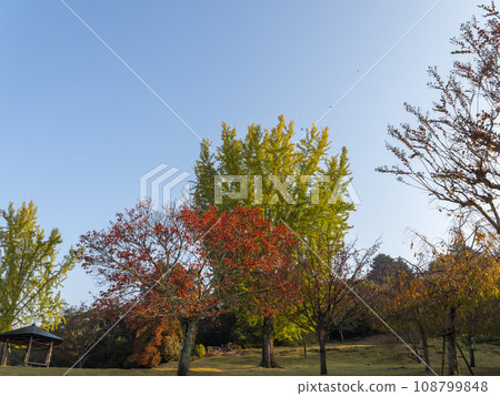 奈良公園春日野園地的秋色樹木和大銀杏樹 奈良公園春日野園地的秋色樹木和大銀杏樹 108799848