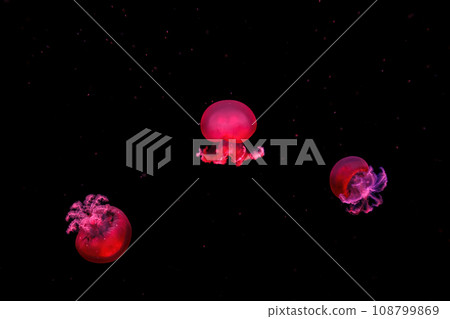 macro photography underwater rhizostoma luteum jellyfish macro photography underwater rhizostoma luteum jellyfish 108799869