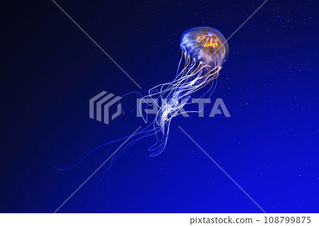 macro photography underwater northern sea nettle or brown jellyfish jellyfish 108799875