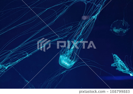 Macro shot of Chrysaora quinquecirrha underwater Macro shot of Chrysaora quinquecirrha underwater 108799883