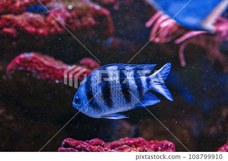 Underwater shot of fish Abudefduf saxatilis 108799910