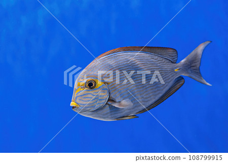 Underwater shot of fish Acanthurus mata Underwater shot of fish Acanthurus mata 108799915