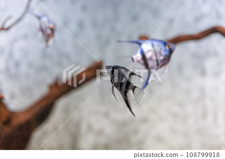 Underwater shot of fish pterophyllum scalare altum 108799918