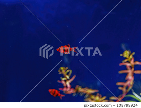 Underwater shot of a glofish fish Underwater shot of a glofish fish 108799924