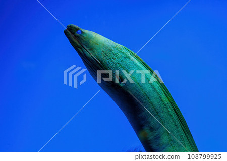 Underwater shot of fish Gymnothorax funebris 108799925