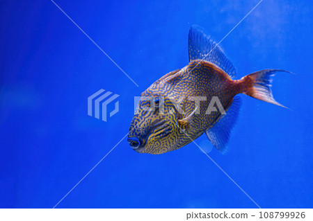Underwater shot of Pseudobalistes fuscus fish 108799926