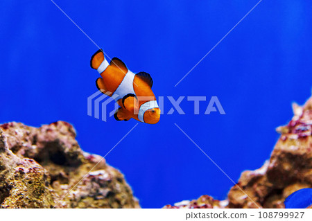 Underwater shot of fish Amphiprion ocellaris 108799927