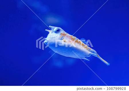 Underwater shot of fish Lactoria cornuta 108799928