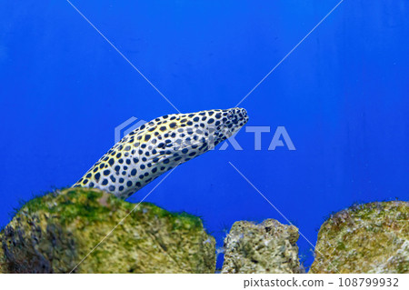 Underwater shot of Gymnothorax favagineus fish Underwater shot of Gymnothorax favagineus fish 108799932