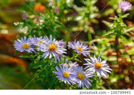 wild flowers of purple color against the background of grass and sunbeams 108799945
