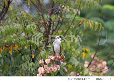 公園樹枝上的白頭翁 108800097