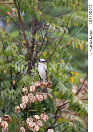 Pulsatilla on a tree branch in the park Pulsatilla on a tree branch in the park 108800101