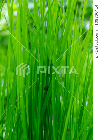 Green leaf texture. Green leaves pattern background. Natural background and wallpaper Green leaf texture. Green leaves pattern background. Natural background and wallpaper 108800414