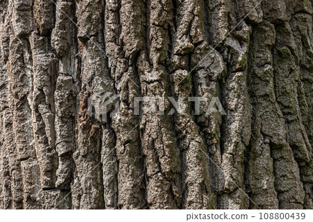 Old Wood Tree Texture Background Pattern 108800439