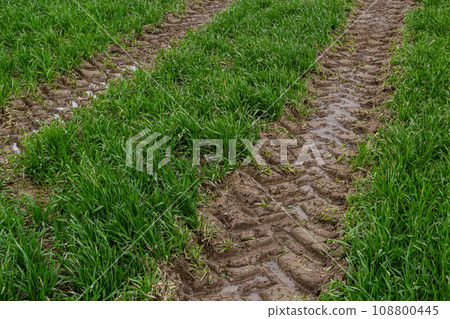 Traces of a tractor in the mud in a wet meadow 108800445