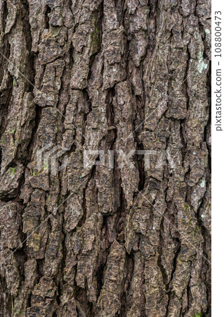 Old Wood Tree Texture Background Pattern Old Wood Tree Texture Background Pattern 108800473