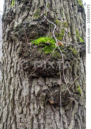 Old Wood Tree Texture Background Pattern 108800475