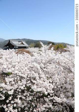 Sakura of Shogunzuka Seiryuden 108800723