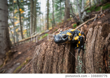 Spotted adult fire salamander in orange leaves 108800776