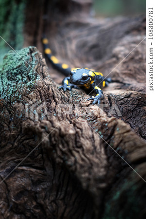 Spotted adult fire salamander in orange leaves Spotted adult fire salamander in orange leaves 108800781