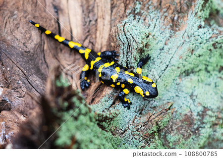 Spotted adult fire salamander in orange leaves Spotted adult fire salamander in orange leaves 108800785